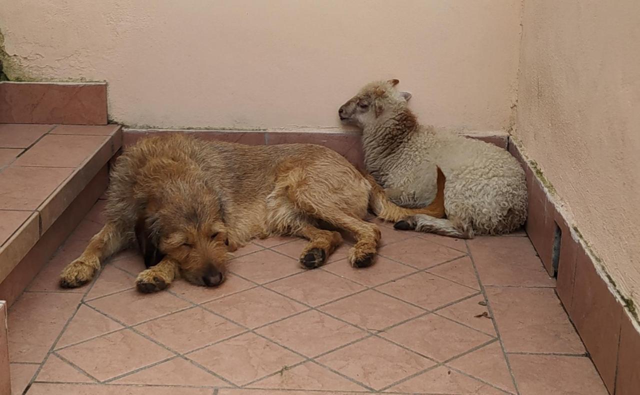 Appartamento La casa di Nello Pedemonte Esterno foto